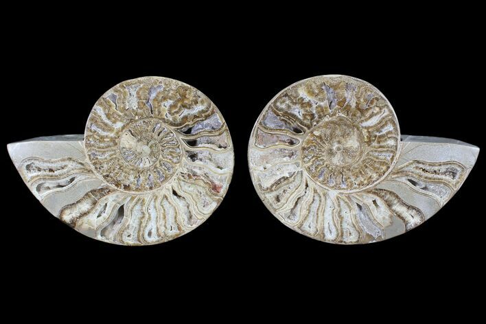 Choffaticeras (Daisy Flower) Ammonite - Madagascar #86770